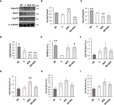 The interplay between kisspeptin and endocannabinoid systems modulates male hypothalamic and gonadic control of reproduction in vivo